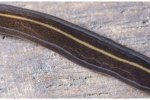 Nieuw-Guineese landplatworm